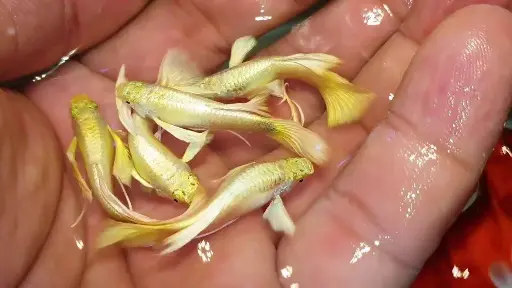 Full Gold Guppy